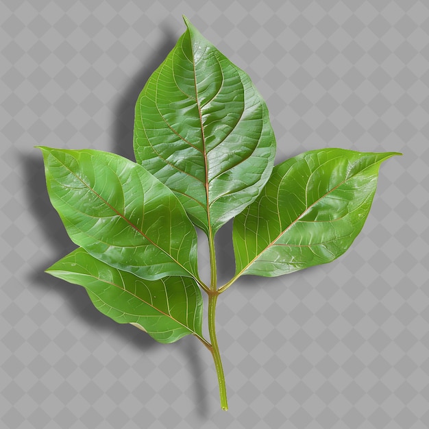 Png sweet potato leaves leafy vegetable green to reddish arrow s isolated clean and fresh vegetable