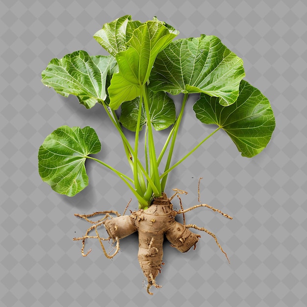 PSD png taro corms jedliwe zielone liście łodygi z podziemnymi korami ob izolowane świeże warzywa