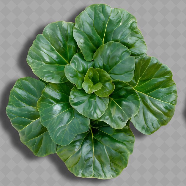 PSD png tatsoi cruciferous vegetable rosette z ciemnozielonej łyżki sha izolowane czyste i świeże warzywa