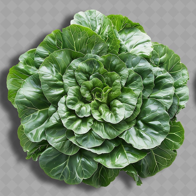 PSD png tatsoi leafy vegetable round shape characterized by its dark isolated clean and fresh vegetable