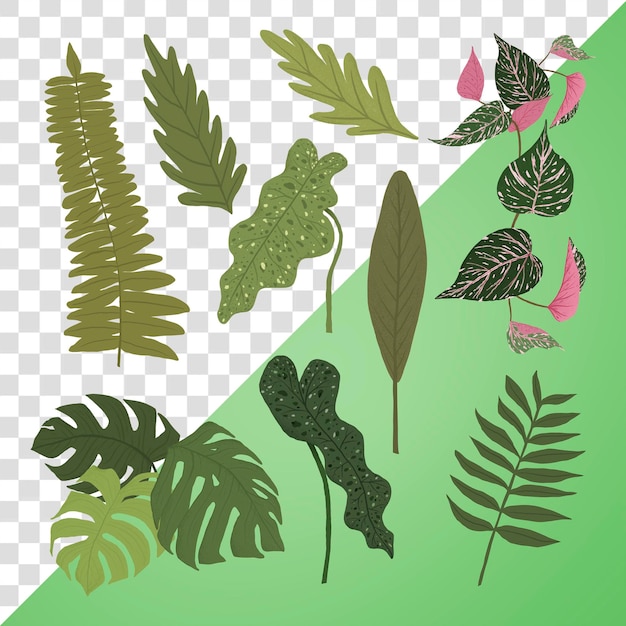 パプア・NGの熱帯葉のステッカー 植物植物学イラストセット