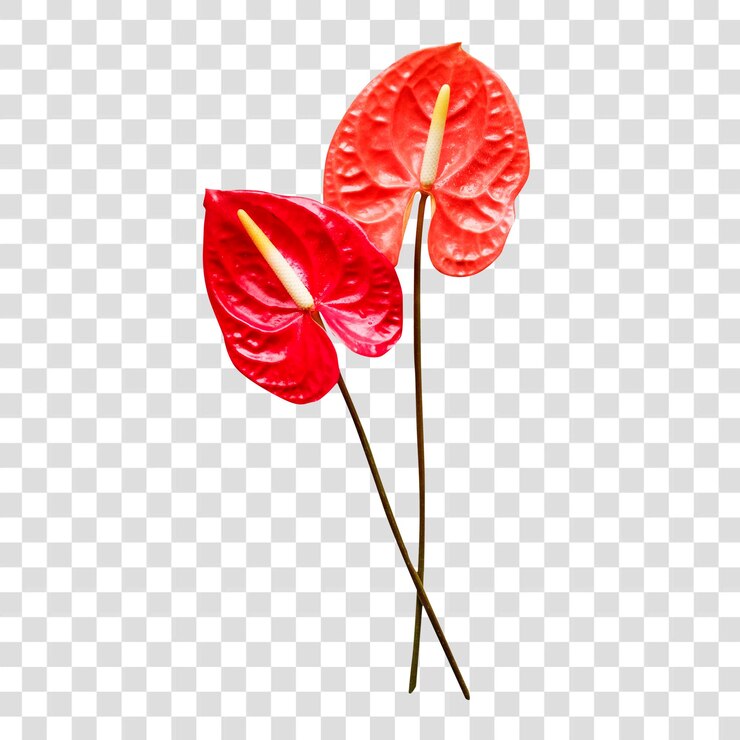 PSD png 活力充沛的安图里亚花在透明上