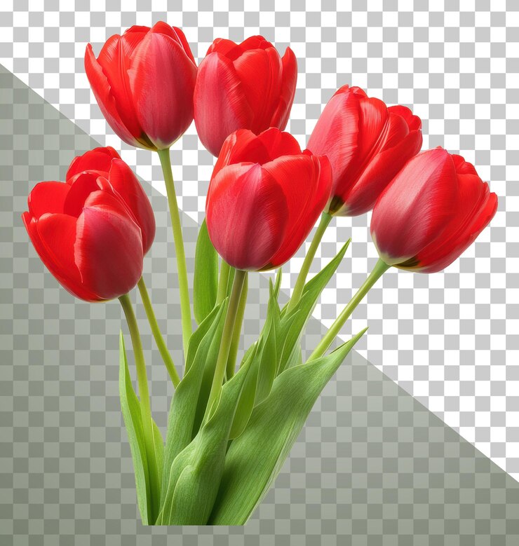 PSD png voorjaarsboeket van felrode tulpen