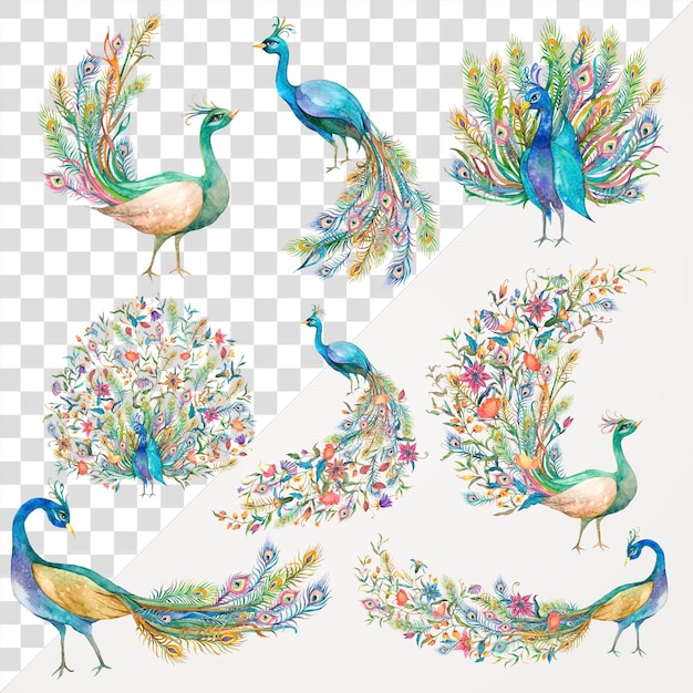 png watercolor peacock sticker set