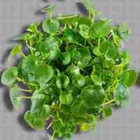 PSD png watercress leafy vegetable 작은 잎은 고립된 깨하고 신선한 채소로 특징지어집니다.