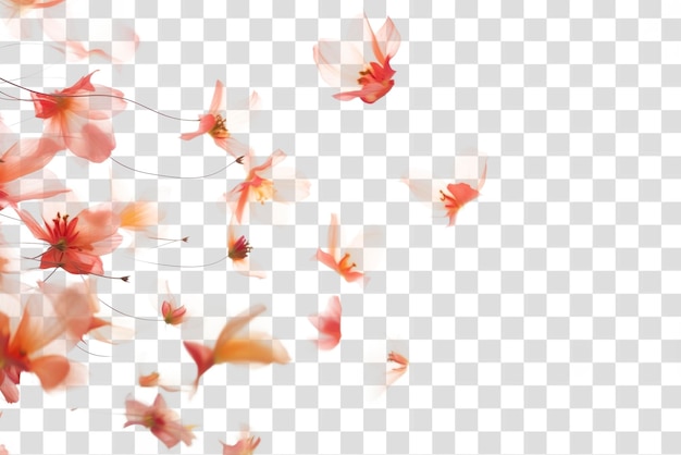 PNG Wild flowers petals backgrounds blossom plant