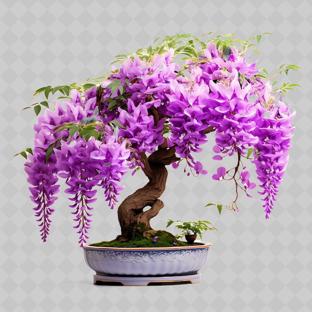 PSD png wisteria bonsai tree bamboo pot compound leaves graceful the transparent diverse trees decor