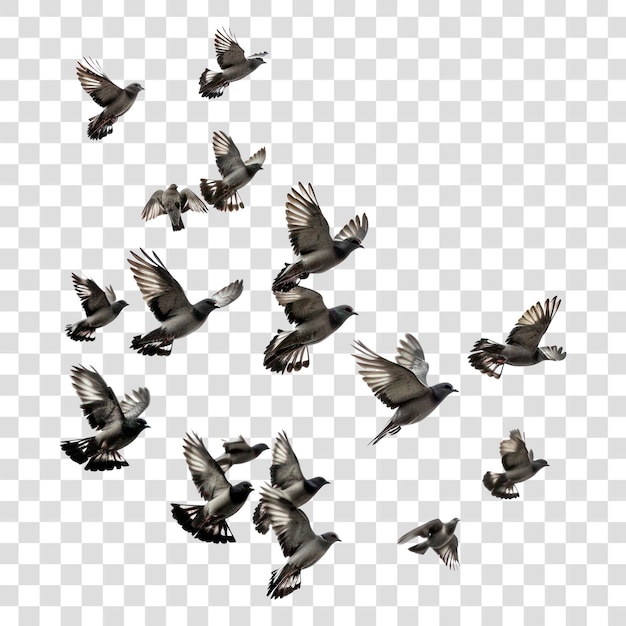 PNG Zwerm vliegende vogels duiven