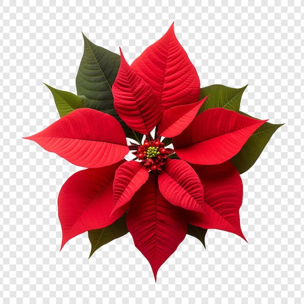 PSD poinsettia flower isolated on transparent background