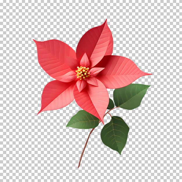 Fiore di poinsettia isolato su sfondo trasparente