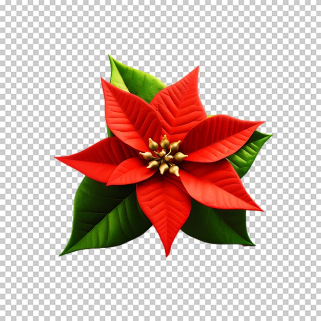 PSD poinsettia flower isolated on transparent background