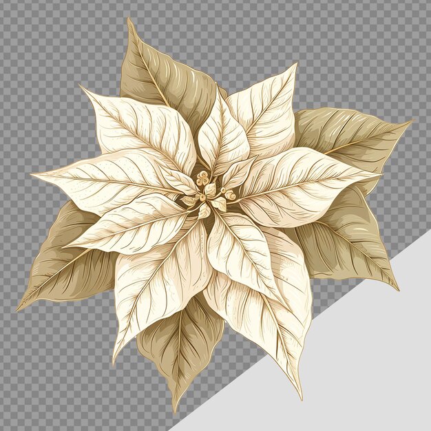 PSD poinsettia flower png isolated on transparent background