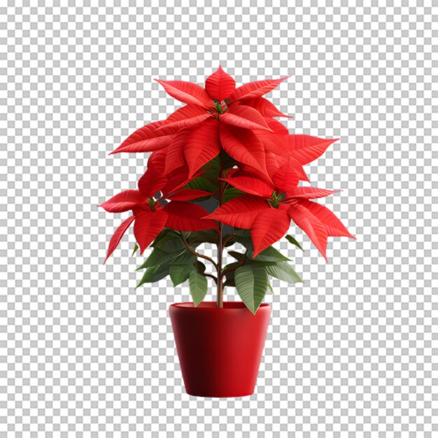 Poinsettia flower in a pot isolated on transparent background