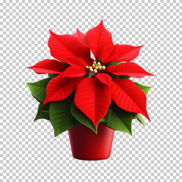 PSD poinsettia flower in a pot isolated on transparent background