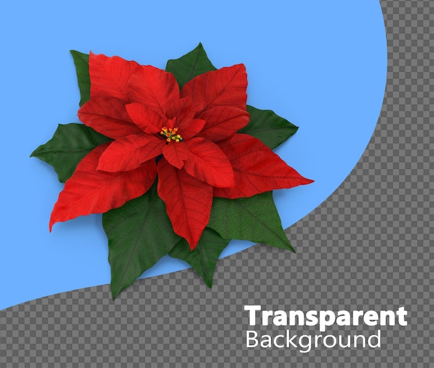 Pointsettia isolated on a transparent background