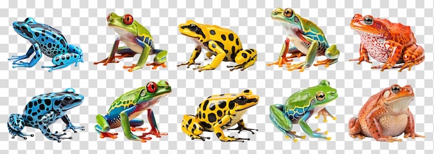 PSD poison frogs isolated set