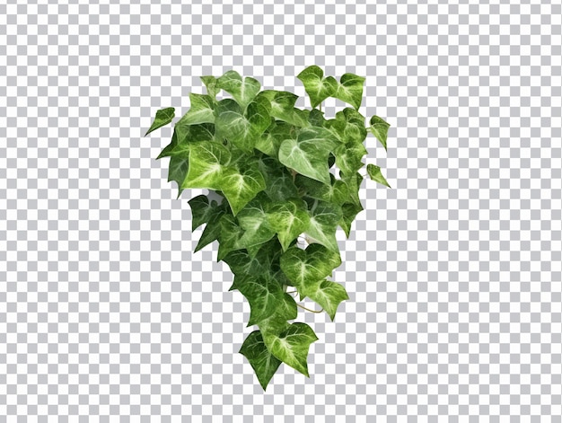 Poison ivy bladeren png