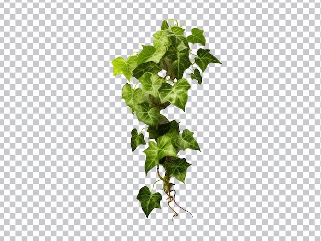 Poison ivy bladeren png