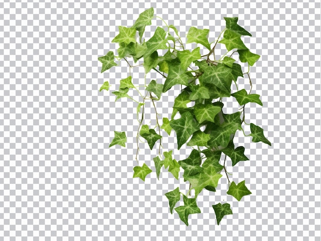 Poison ivy bladeren png