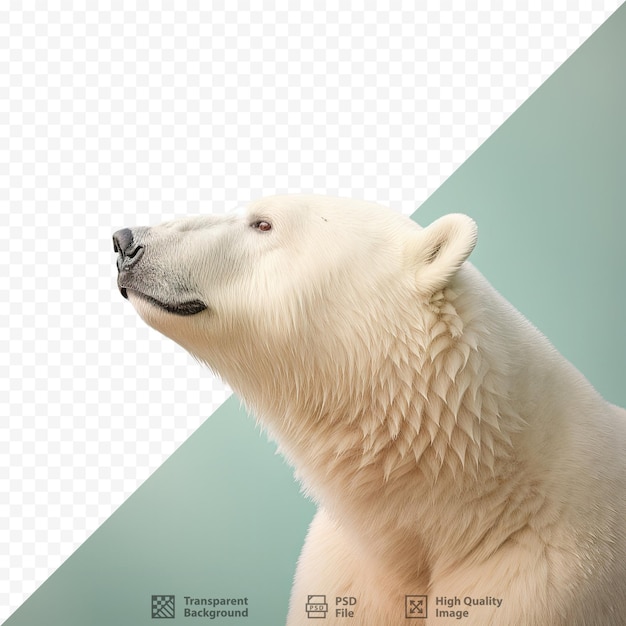 PSD polar bear with left facing gaze