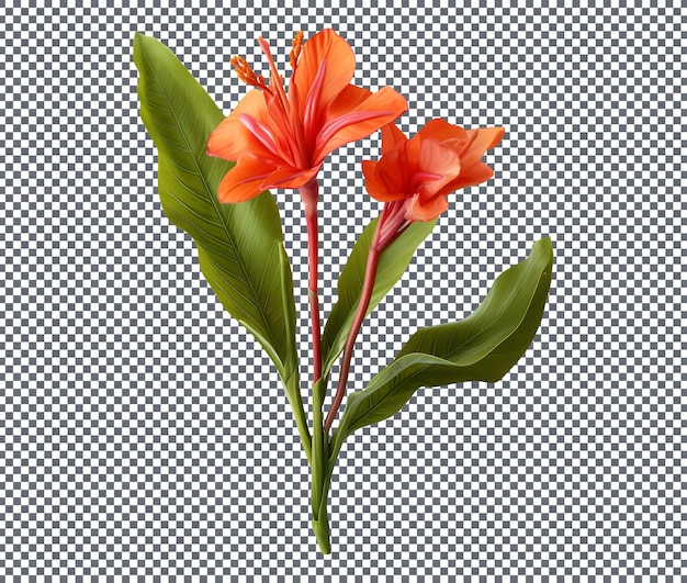 Pomarańczowy kwiat lilii canna indica canan wyizolowany na przezroczystym tle