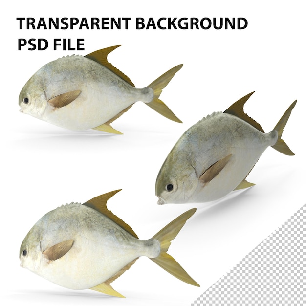 PSD pompano fish png