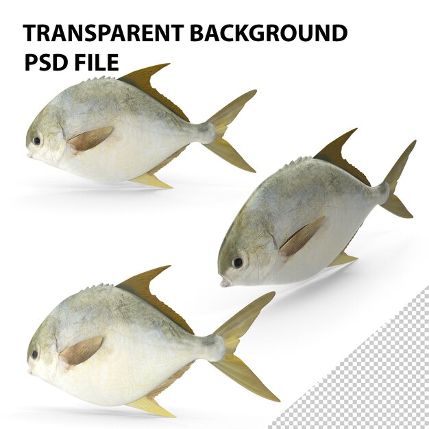 PSD pompano vis png