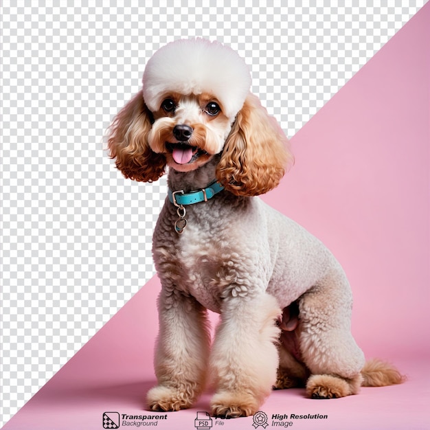 Poodle isolated on transparent background