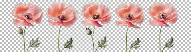 PSD poppies isolated elements without background