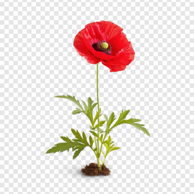 PSD poppy flower isolated on transparency background psd