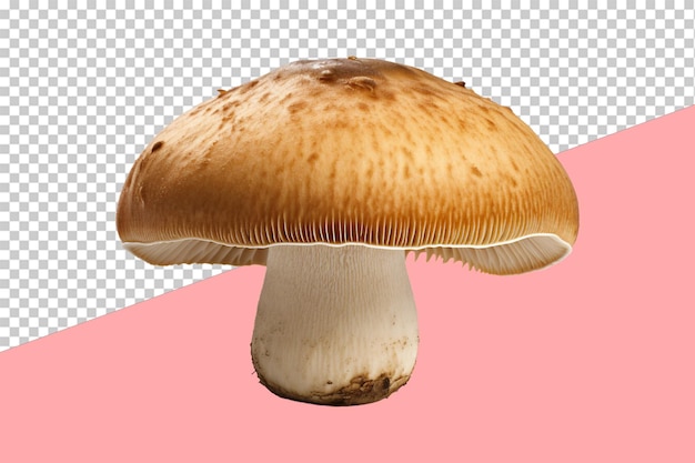 PSD porcini mushroom