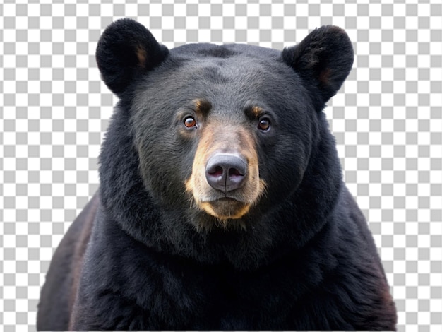 Portrait of black bear isolated on a transparent background closeup of a wild animal