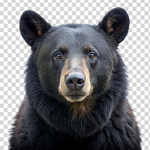 PSD a portrait black bear on transparent background