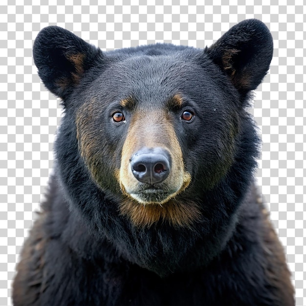 PSD a portrait black bear on transparent background