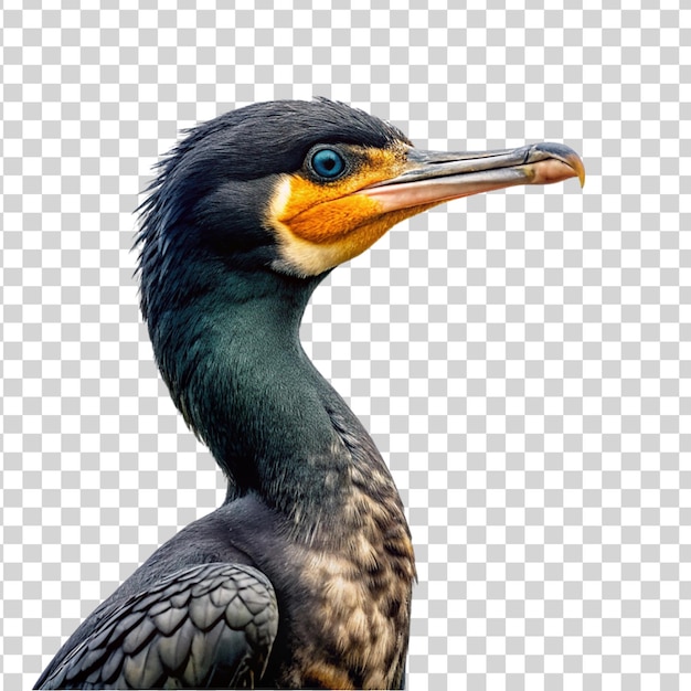 Portrait of cormorant isolated on transparent background