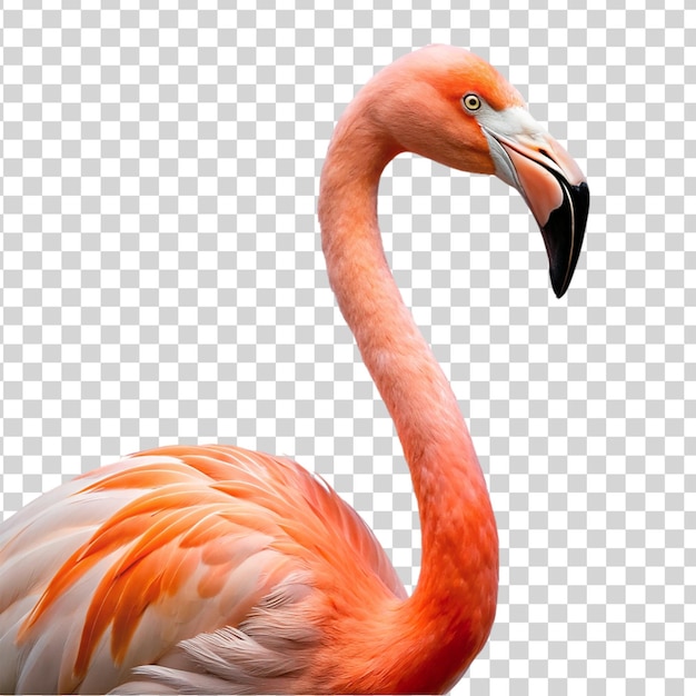 PSD portrait of flamingo isolated on transparent background