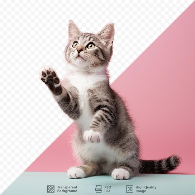 PSD portrait of a gray and white kitten with a playful stance in a studio setting against a light transparent background