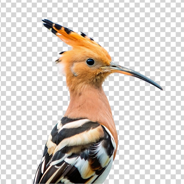 PSD portrait of hoopoe isolated on transparent background