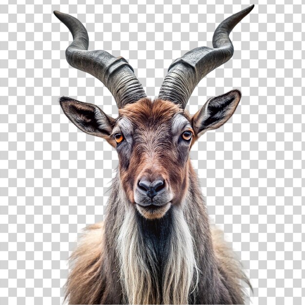 PSD portrait of markhor isolated on transparent background