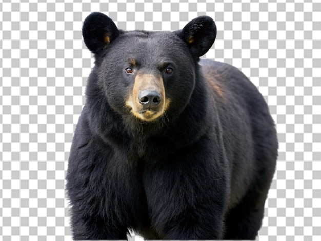 PSD 透明な背景に隔離された黒熊の肖像画 野生の動物のクローズアップ