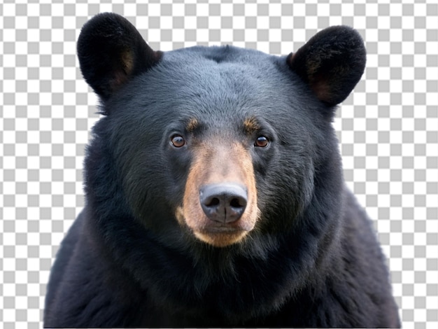 PSD Портрет черного медведя, изолированного на прозрачном фоне.