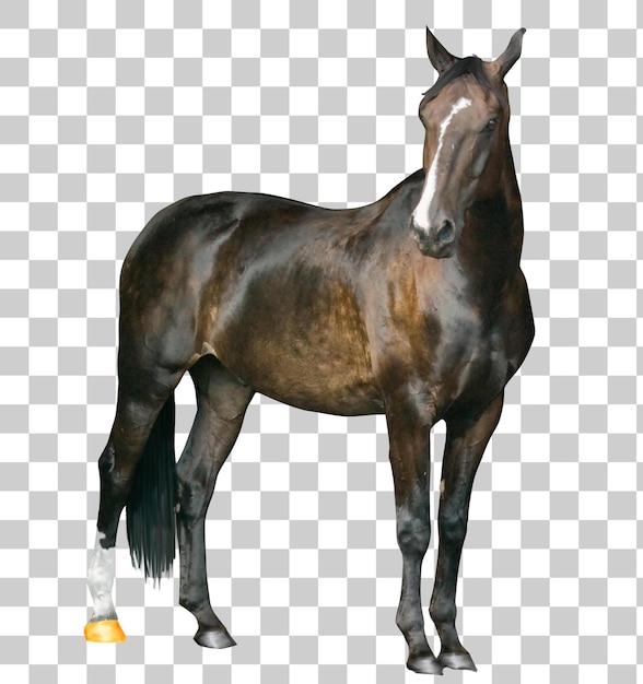 Portret brązowego konia