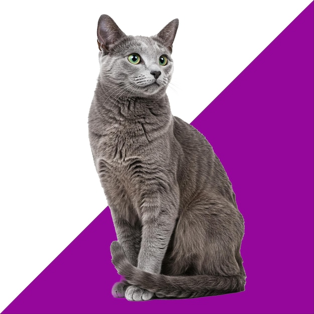 Portret van een klassieke tabby huiskat die tegen een witte achtergrond zit