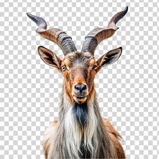 Portret van markhor geïsoleerd op transparante achtergrond