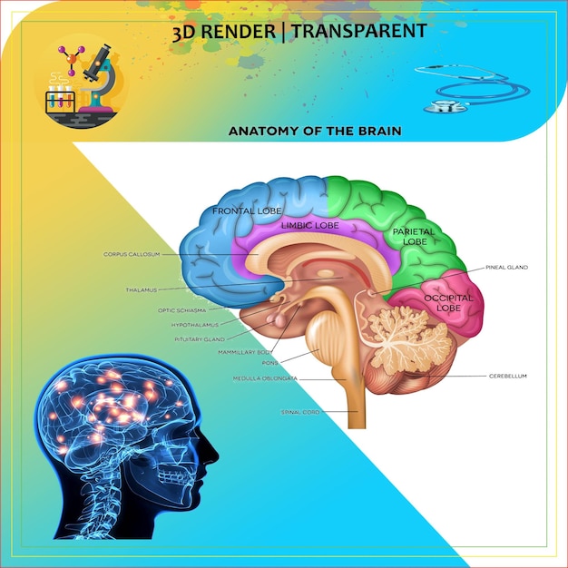 a poster for the brain of the brain