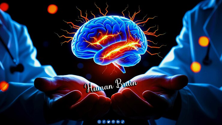 PSD a poster of the human brain in a doctors hand