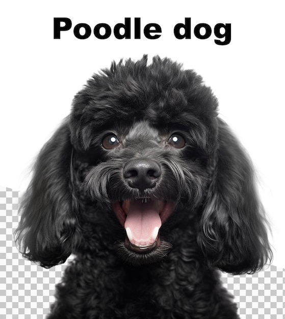 상단에 Poodle Dog라는 단어가 있는 푸들 강아지 포스터