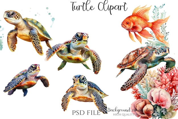 PSD a poster for turtle shellfish and turtle shell.