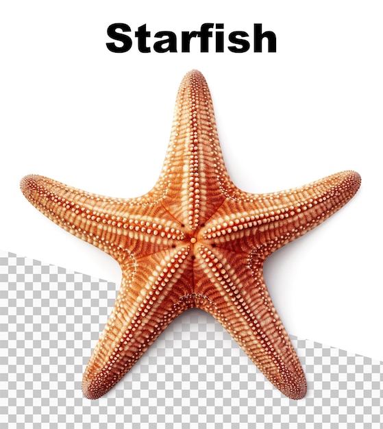 PSD un poster con una stella marina su sfondo trasparente e la scritta starfish in alto