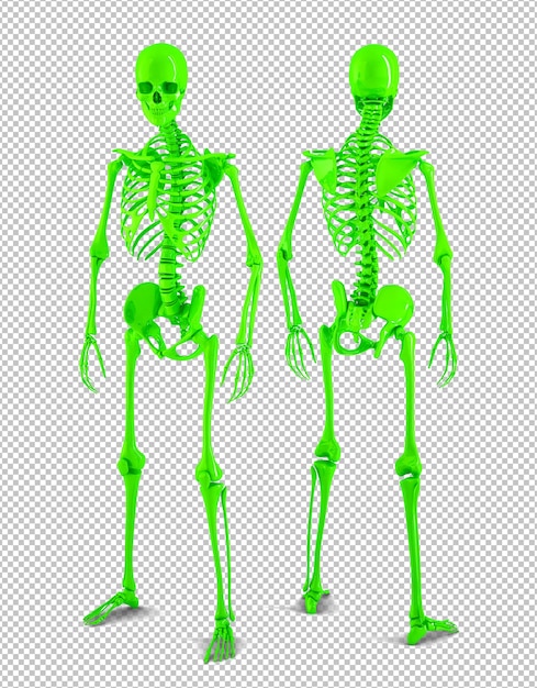 PSD posterior and anterior view of full-size human skeleton